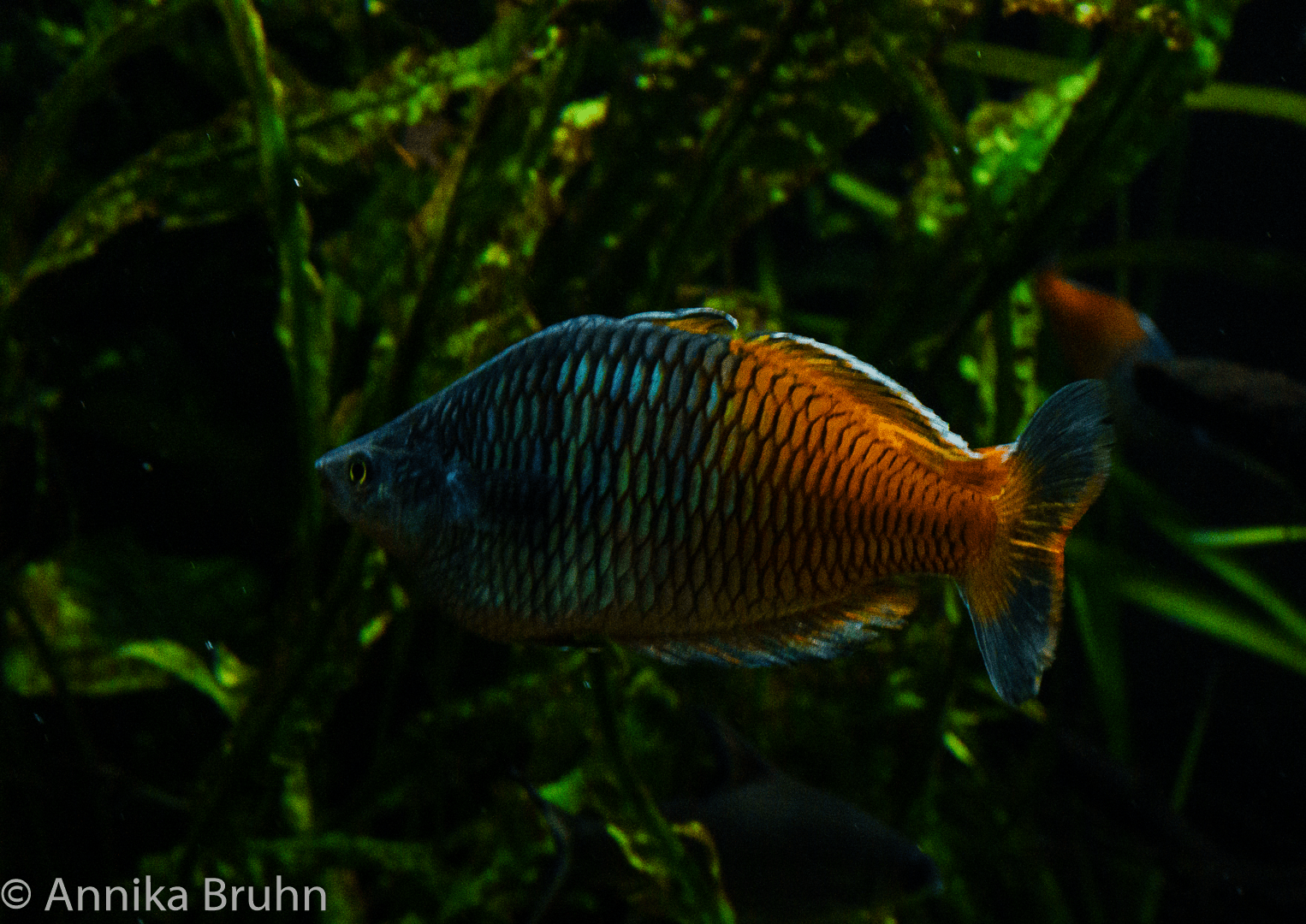 Fisch